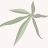 Greenery 420 CBD Bilbao - Tienda CBD Shop