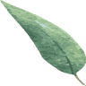 Gum Medical