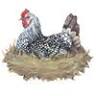 Hadlyme Country Market