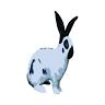 Happy Bunny