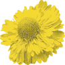 Helenium Tea Room