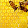 Highland Honey