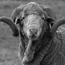 Hillcreston Park Superfine Merino Stud