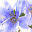 Himalayan Flower Enhancers