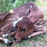 Holloway Zebu Farm, llc