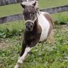 Conestogo River Horseback Adventures