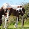 Horse Harbor Foundation