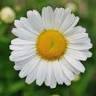 Hotel Daisy