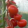Moestuin Hoven Saenegheest