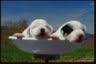 HUCKLE HILL JACK RUSSELL TERRIERS