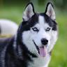 Huskies Remodeling LLC