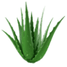Ibizaloe - Plantación, Museo y Tienda del Aloe Vera