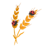 I Frutti del Grano