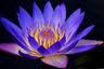 Indigo Lotus Yoga & Ayurveda