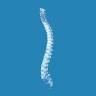 Interactive Chiropractic Health and Wellness - Chiropractor in Des Plaines