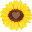 Io Amo Bio