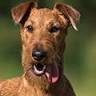 Irish Terrier vom Haseland