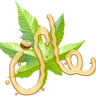 Islenut Jamaica