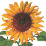 Ithaca Farmers Market- East Hill