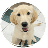 Jefferson Animal Hospital: Phillips Jason DVM