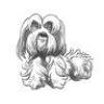 K9 Divine Dog Grooming