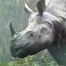 Manas National Park