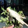 Kili veedu birds farm
