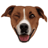 KIMO PET