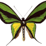 Kingdom of Basil Wellness Clinic