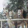 KRES riding club - Riding Bialystok