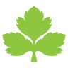 Coriander - House of Spices