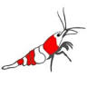 krewetkowy.pl - sklep akwarystyczny - hodowla krewetek ShrimpStar