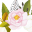 Flowers s.r.o.