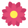 kwiaciarniaina.com | florist Torun