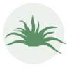 L'Agave