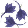 Larkspur Conservation at Taylor Hollow