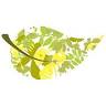 Laurel Tree Holistics