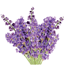 Lavender Hill Farm