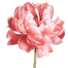 Le Fleur IV