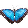 In Butterfly Paradise