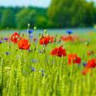 Résidence Les Poppies
