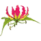 Lily Blooms - Flower shop | Flower delivery