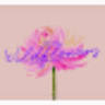 Lily's Wildflowers, LLC.