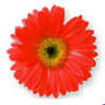 Linda Smits Coaching & Consultancy