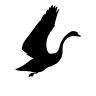 Lintukoto Liminka