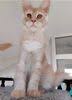 LIONHEART CATTERY