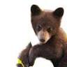 Little Bear Plumbing, Inc.