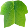 The Living Earth School