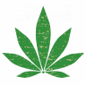 Local Roots Cannabis