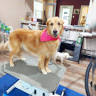 Flawless Pet Salon